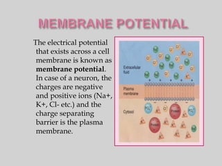 The electrical potential
 that exists across a cell
 membrane is known as
 membrane potential.
 In case of a neuron, the
 charges are negative
 and positive ions (Na+,
 K+, Cl- etc.) and the
 charge separating
 barrier is the plasma
 membrane.
 