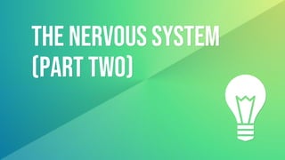 THE NERVOUS SYSTEM
(Part two)
 