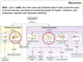 Glial /ˈɡliːə / cells: the main ones are Schwann /ʃwɑn/ cells (cover the axon
of some neurons, providing an insulating sheath of myelin /ˈmaɪɪlɪn/), and
astrocytes /ˈæstrəʊˌsaɪt/ (provide nutrients).
 