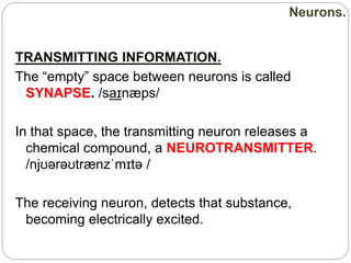 TRANSMITTING INFORMATION.
The “empty” space between neurons is called
SYNAPSE. /saɪnæps/
In that space, the transmitting neuron releases a
chemical compound, a NEUROTRANSMITTER.
/njʊərəʊtrænzˈmɪtə /
The receiving neuron, detects that substance,
becoming electrically excited.
 