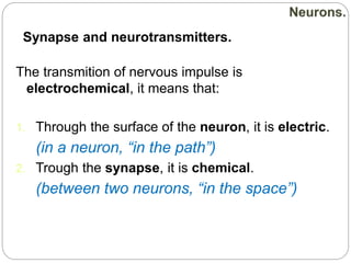 The transmition of nervous impulse is
electrochemical, it means that:
1. Through the surface of the neuron, it is electric.
(in a neuron, “in the path”)
2. Trough the synapse, it is chemical.
(between two neurons, “in the space”)
Synapse and neurotransmitters.
 