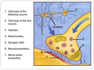 1. Cell body of the
following neuron.
2. Cell body of the first
neuron.
3. Vesicles.
4. Mitochondria.
5. Synaptic cleft.
6. Neurotransmitters.
7. Nerve pulse
production.
 