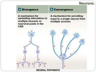 NEURAL PATHWAYS
 