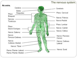 The nervous system.
No entra.
 