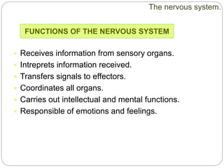 Receives information from sensory organs.
 Intreprets information received.
 Transfers signals to effectors.
 Coordinates all organs.
 Carries out intellectual and mental functions.
 Responsible of emotions and feelings.
FUNCTIONS OF THE NERVOUS SYSTEM
The nervous system.
 