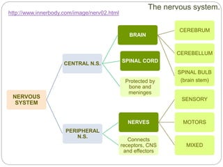 NERVOUS
SYSTEM
CENTRAL N.S.
Protected by
bone and
meninges
BRAIN
CEREBRUM
CEREBELLUM
SPINAL BULB
(brain stem)
SPINAL CORD
PERIPHERAL
N.S.
Connects
receptors, CNS
and effectors
NERVES
SENSORY
MOTORS
MIXED
The nervous system.
http://www.innerbody.com/image/nerv02.html
 
