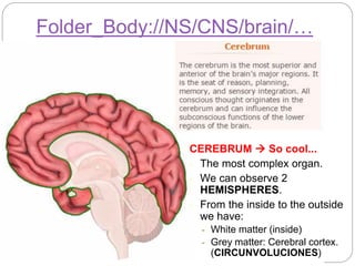 Folder_Body://NS/CNS/brain/…
CEREBRUM  So cool...
- The most complex organ.
- We can observe 2
HEMISPHERES.
- From the inside to the outside
we have:
- White matter (inside)
- Grey matter: Cerebral cortex.
(CIRCUNVOLUCIONES)
 