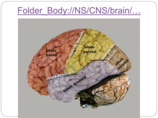 Folder_Body://NS/CNS/brain/…
 