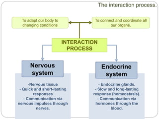 - Endocrine glands.
- Slow and long-lasting
response (homeostasis).
- Communication via
hormones through the
blood.
-Nervous tissue
- Quick and short-lasting
responses
- Communication via
nervous impulses through
nerves.
INTERACTION
PROCESS
To adapt our body to
changing conditions
To connect and coordinate all
our organs.
Nervous
system
Endocrine
system
The interaction process.
 