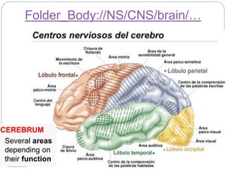 Folder_Body://NS/CNS/brain/…
CEREBRUM
-Several areas
depending on
their function
 