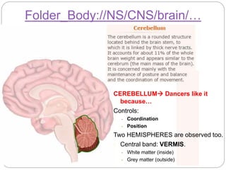 Folder_Body://NS/CNS/brain/…
CEREBELLUM Dancers like it
because…
Controls:
- Coordination
- Position
Two HEMISPHERES are observed too.
- Central band: VERMIS.
- White matter (inside)
- Grey matter (outside)
 