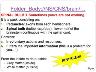 SPINAL BULB Sometimes yours are not working.
It is a pack consisting on:
1. Peduncles: axons from each hemisphere.
2. Spinal bulb (bulbo raquídeo): lower half of the
brainstem continuous with the spinal cord.
Controls:
a. Involuntary actions and responses.
b. Filters the important information (this is a problem for
you…!)
From the inside to de outside:
- Grey matter (inside)
- White matter (outside)
Folder_Body://NS/CNS/brain/…
Sigue
 
