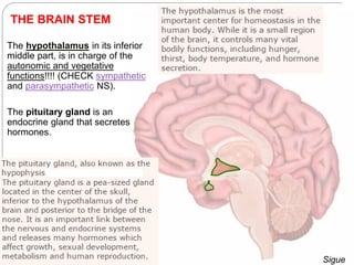  The hypothalamus in its inferior
middle part, is in charge of the
autonomic and vegetative
functions!!!! (CHECK sympathetic
and parasympathetic NS).
 The pituitary gland is an
endocrine gland that secretes
hormones.
THE BRAIN STEM
Sigue
 