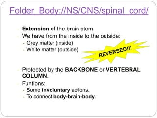 - Extension of the brain stem.
- We have from the inside to the outside:
- Grey matter (inside)
- White matter (outside)
- Protected by the BACKBONE or VERTEBRAL
COLUMN.
- Funtions:
- Some involuntary actions.
- To connect body-brain-body.
Folder_Body://NS/CNS/spinal_cord/
 