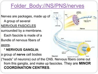 Nerves are packages, made up of
- A group of several
NERVOUS FASCICLES
surrounded by a membrane.
- Each fascicle is made of a
Bundle of nervous fibers of
axons.
- * NERVOUS GANGLIA:
a group of nerve cell bodies
(“heads” of neurons) out of the CNS. Nervous fibers come out
from this ganglia, and make up fascicles. They are MINOR
COORDINATION CENTRES.
Folder_Body://NS/PNS/nerves
 