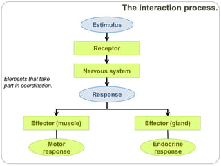Receptor
Estimulus
Response
Nervous system
Effector (muscle) Effector (gland)
Motor
response
Endocrine
response
Elements that take
part in coordination.
 