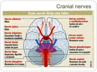 Cranial nerves
 