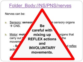 Nerves can be:
a. Sensory: sensory neurons from sensory organs
 CNS.
b. Motor: motor neurons from CNS  organs that
carry out the response. Depending on the
movement response can be:
- Somatic nervous system: voluntary and reflex
actions.
- Autonomic nervous system: involuntary
actions.
Folder_Body://NS/PNS/nerves
Be
careful with
mixing up
REFLEX actions
and
INVOLUNTARY
movements.
 