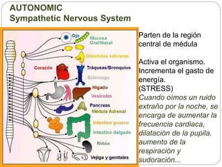 AUTONOMIC
Sympathetic Nervous System
Parten de la región
central de médula
Activa el organismo.
Incrementa el gasto de
energía.
(STRESS)
Cuando oímos un ruido
extraño por la noche, se
encarga de aumentar la
frecuencia cardiaca,
dilatación de la pupila,
aumento de la
respiración y
sudoración...
 