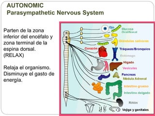 Parten de la zona
inferior del encéfalo y
zona terminal de la
espina dorsal.
(RELAX)
Relaja el organismo.
Disminuye el gasto de
energía.
AUTONOMIC
Parasympathetic Nervous System
 