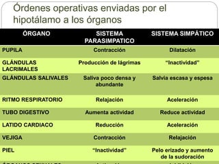 ÓRGANO SISTEMA
PARASIMPATICO
SISTEMA SIMPÁTICO
PUPILA Contracción Dilatación
GLÁNDULAS
LACRIMALES
Producción de lágrimas “Inactividad”
GLÁNDULAS SALIVALES Saliva poco densa y
abundante
Salvia escasa y espesa
RITMO RESPIRATORIO Relajación Aceleración
TUBO DIGESTIVO Aumenta actividad Reduce actividad
LATIDO CARDIACO Reducción Aceleración
VEJIGA Contracción Relajación
PIEL “Inactividad” Pelo erizado y aumento
de la sudoración
Órdenes operativas enviadas por el
hipotálamo a los órganos
 