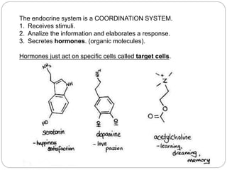The endocrine system is a COORDINATION SYSTEM.
1. Receives stimuli.
2. Analize the information and elaborates a response.
3. Secretes hormones. (organic molecules).
Hormones just act on specific cells called target cells.
 
