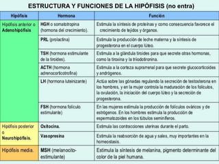 ESTRUCTURA Y FUNCIONES DE LA HIPÓFISIS (no entra)
 