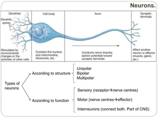 Types of
neurons
According to structure
According to function
Unipolar
Bipolar
Multipolar
Sensory (receptornerve centres)
Motor (nerve centreseffector)
Interneurons (connect both. Part of CNS)
 