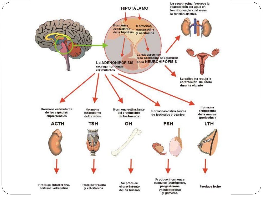 Nervous and endocrine systems.