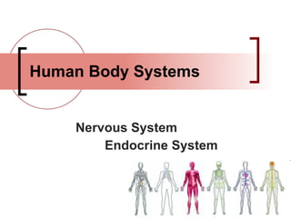 Human Body Systems Nervous System Endocrine System 