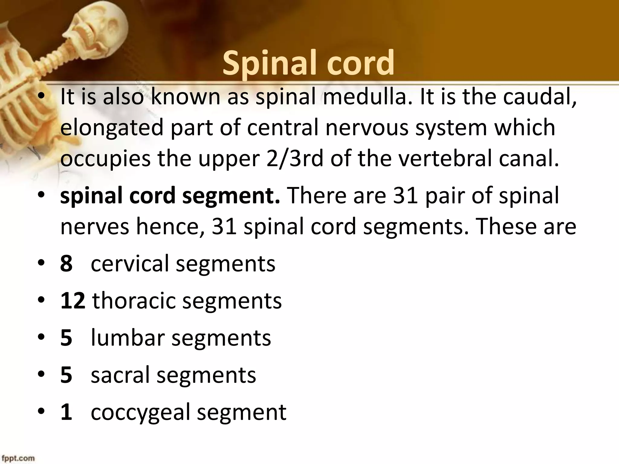 Spinal cord
• It is also known as spinal medulla. It is the caudal,
elongated part of central nervous system which
occupies the upper 2/3rd of the vertebral canal.
• spinal cord segment. There are 31 pair of spinal
nerves hence, 31 spinal cord segments. These are
• 8 cervical segments
• 12 thoracic segments
• 5 lumbar segments
• 5 sacral segments
• 1 coccygeal segment
 