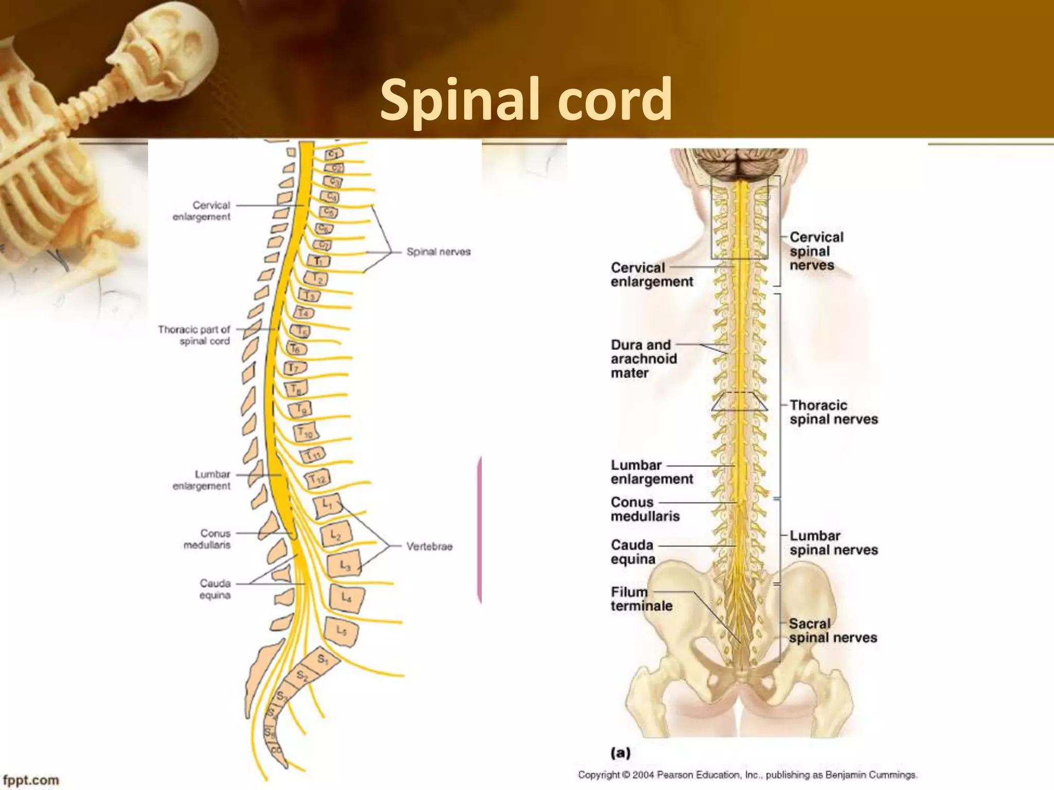 Spinal cord
 