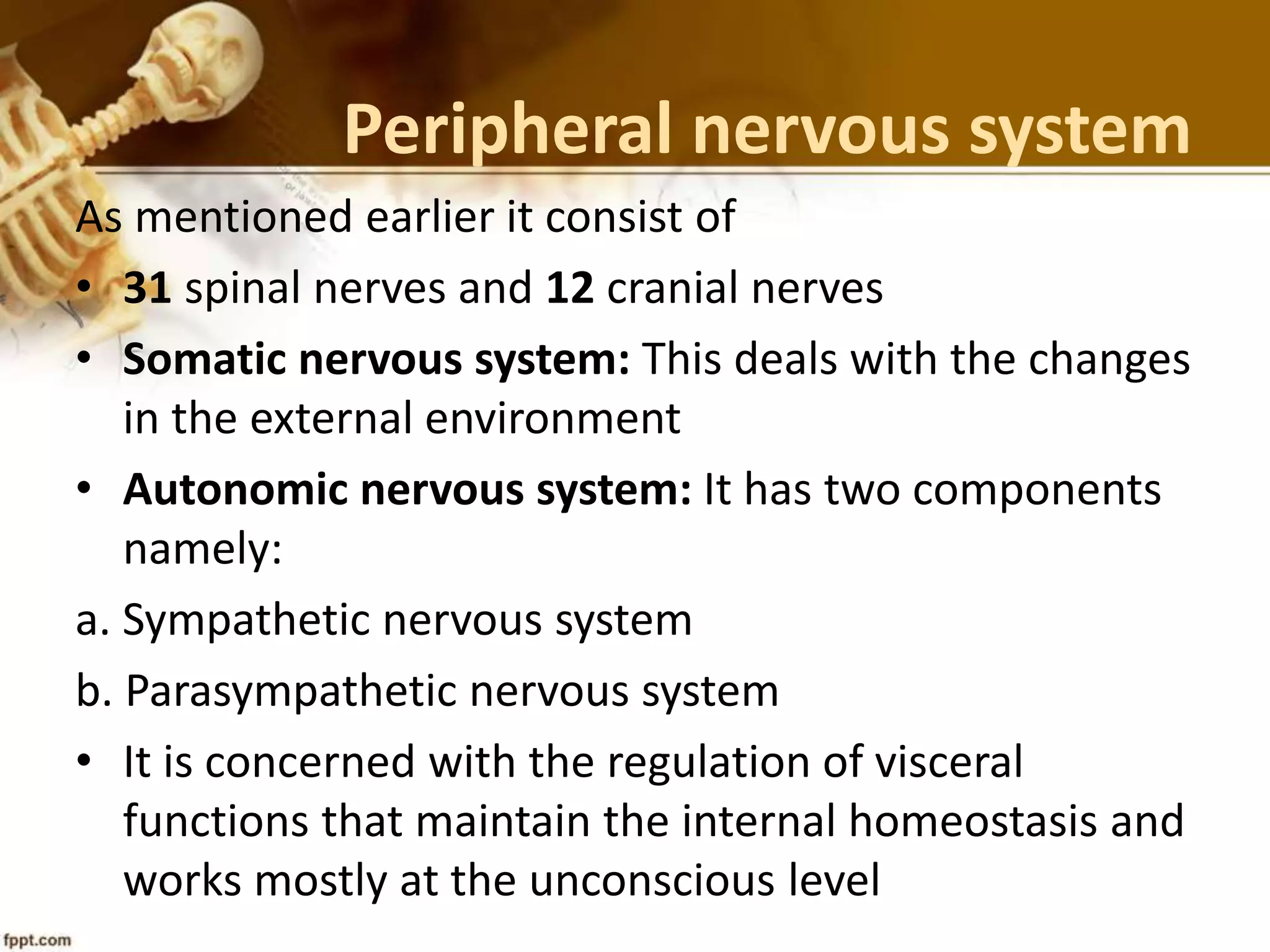 Peripheral nervous system
As mentioned earlier it consist of
• 31 spinal nerves and 12 cranial nerves
• Somatic nervous system: This deals with the changes
in the external environment
• Autonomic nervous system: It has two components
namely:
a. Sympathetic nervous system
b. Parasympathetic nervous system
• It is concerned with the regulation of visceral
functions that maintain the internal homeostasis and
works mostly at the unconscious level
 