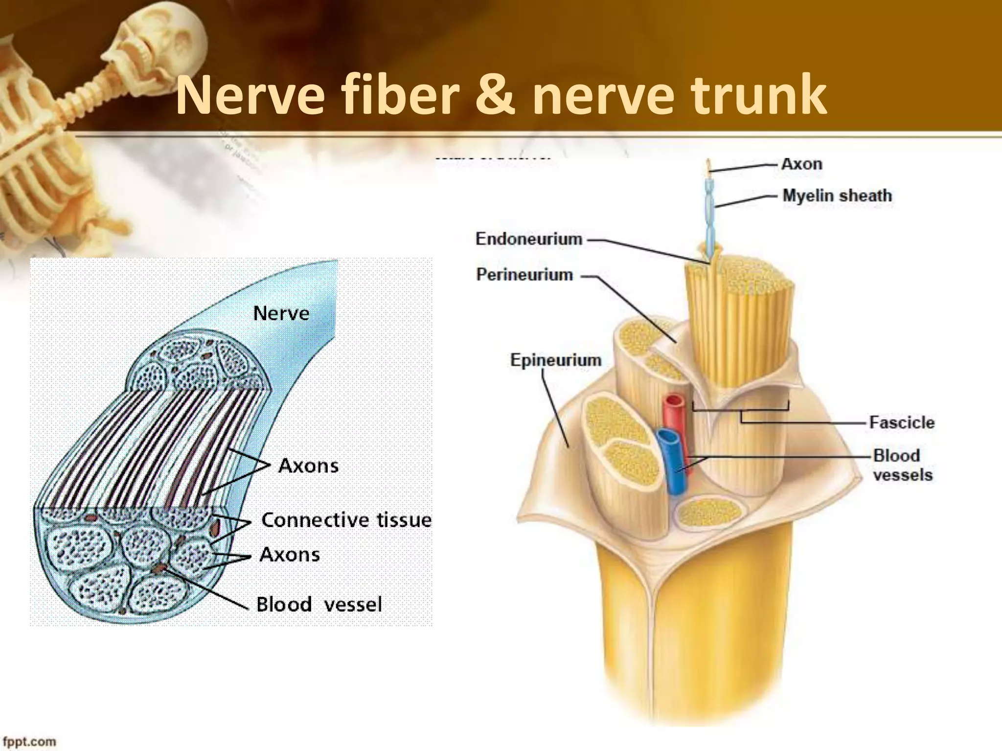 Nerve fiber & nerve trunk
 