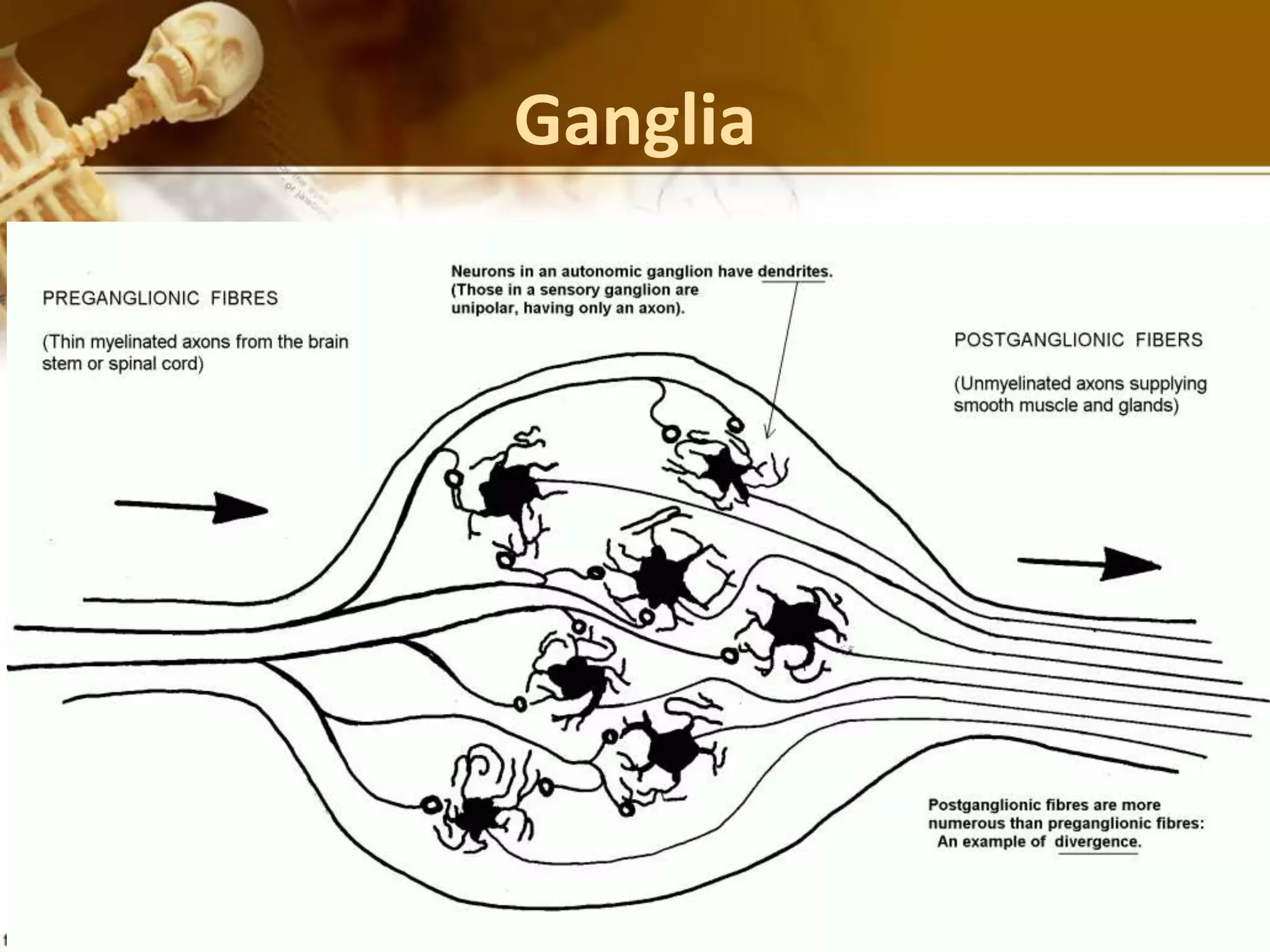 Ganglia
 