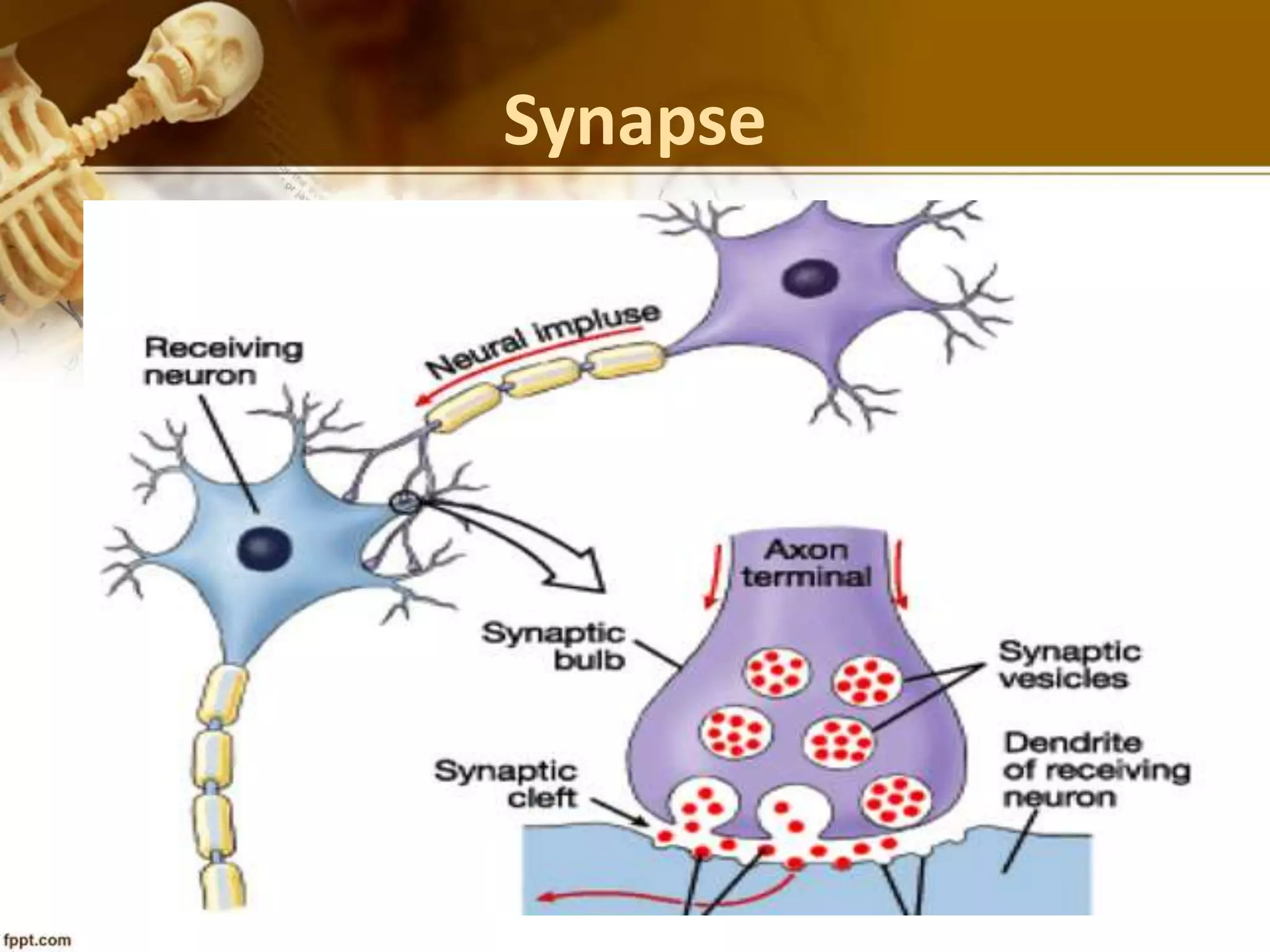Synapse
 