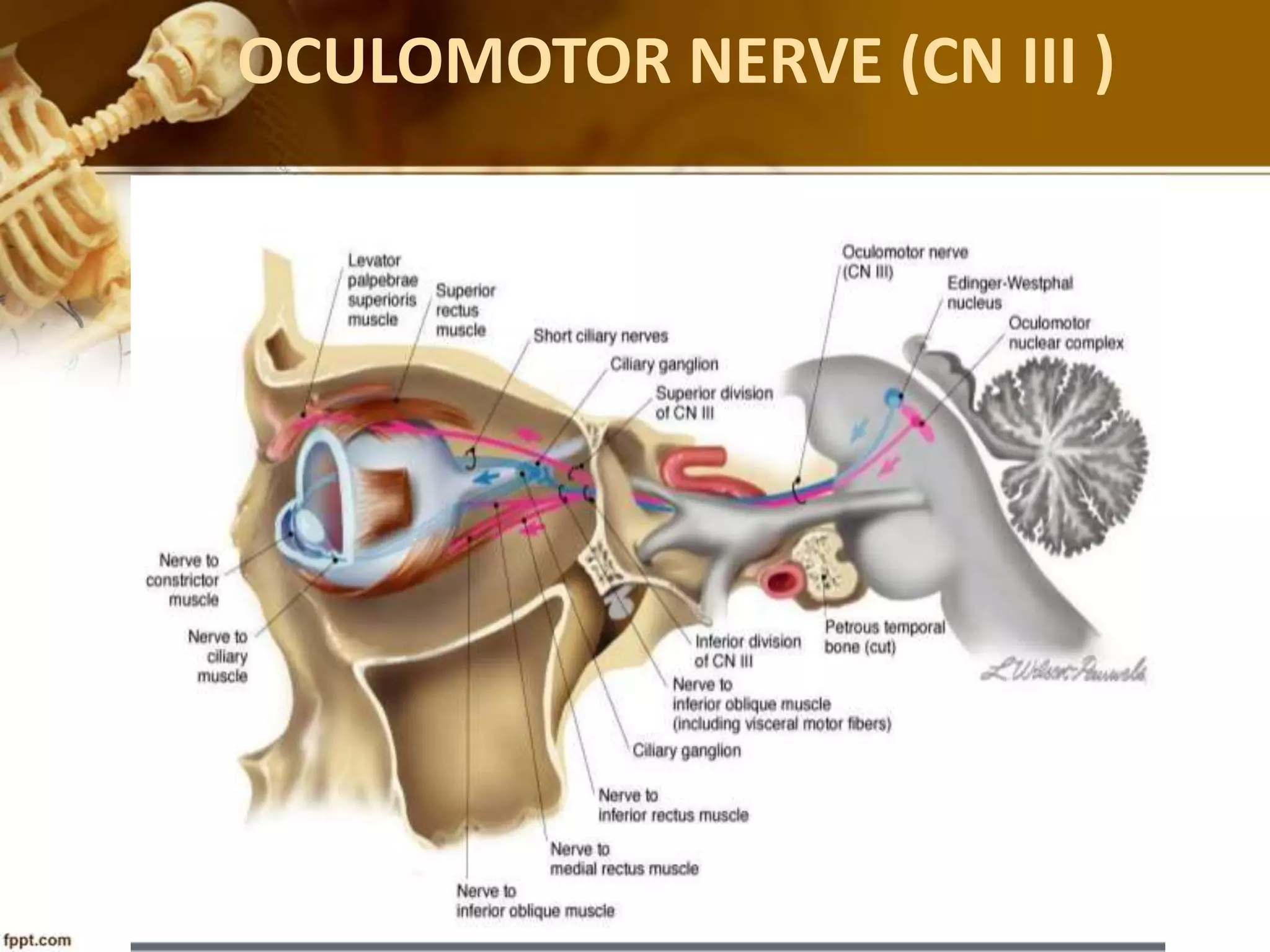 OCULOMOTOR NERVE (CN III )
 