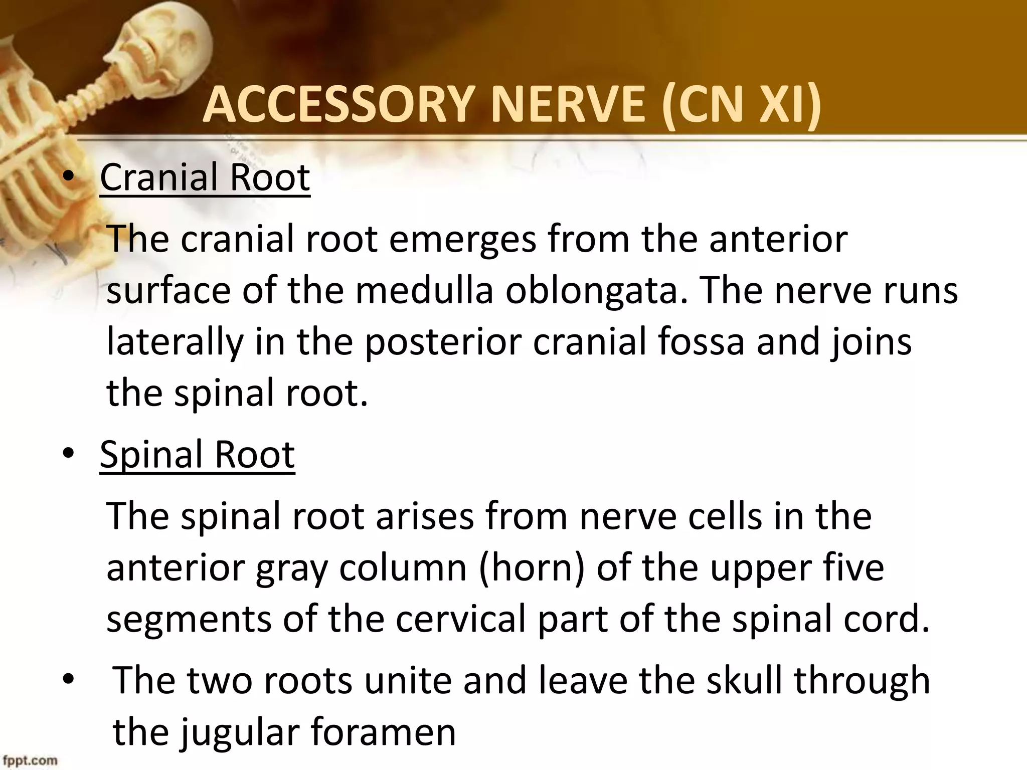 ACCESSORY NERVE (CN XI)
• Cranial Root
The cranial root emerges from the anterior
surface of the medulla oblongata. The nerve runs
laterally in the posterior cranial fossa and joins
the spinal root.
• Spinal Root
The spinal root arises from nerve cells in the
anterior gray column (horn) of the upper five
segments of the cervical part of the spinal cord.
• The two roots unite and leave the skull through
the jugular foramen
 