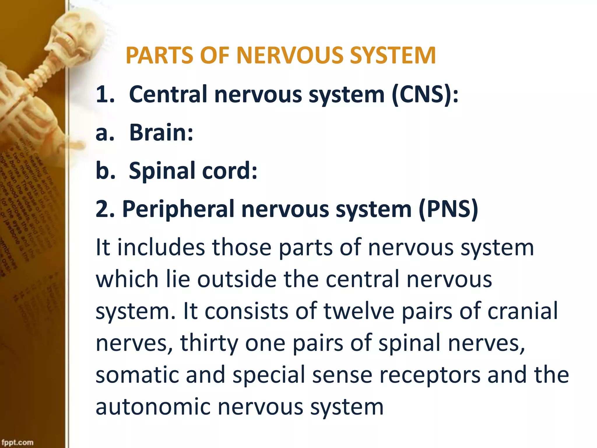 PARTS OF NERVOUS SYSTEM
1. Central nervous system (CNS):
a. Brain:
b. Spinal cord:
2. Peripheral nervous system (PNS)
It includes those parts of nervous system
which lie outside the central nervous
system. It consists of twelve pairs of cranial
nerves, thirty one pairs of spinal nerves,
somatic and special sense receptors and the
autonomic nervous system
 