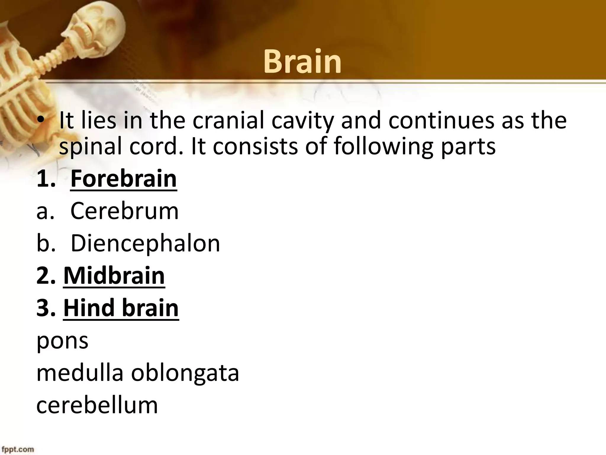 Brain
• It lies in the cranial cavity and continues as the
spinal cord. It consists of following parts
1. Forebrain
a. Cerebrum
b. Diencephalon
2. Midbrain
3. Hind brain
pons
medulla oblongata
cerebellum
 