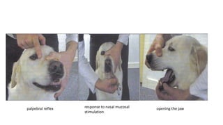 Nervous examination in small animal | PPTX