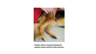 Nervous examination in small animal | PPTX