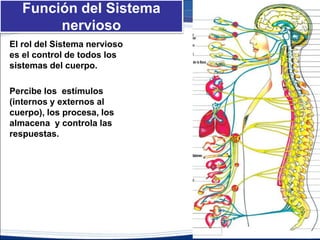 Función del Sistema
nervioso
El rol del sistema nervioso es
el control de todos los
sistemas del cuerpo.
Percibe los estímulos
(internos y externo), los
procesa, los almacena y
controla las respuestas.
 