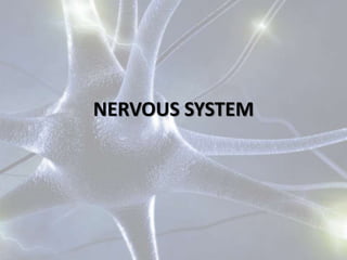 NERVOUS SYSTEM
 