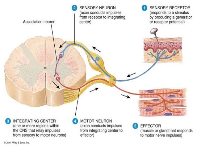 muscle nerve Nerve injury and repair learn more about nerve injury and repair request an appointment phone: 877-424-5678 about this these studies will be performed by a neurologist to evaluate the electrical function of the nerves and muscles and to determine the location and the extent of the injury. muscle nerve Nerve injury and repair learn more about nerve injury and repair request an appointment phone: 877-424-5678 about this these studies will be performed by a neurologist to evaluate the electrical function of the nerves and muscles and to determine the location and the extent of the injury.