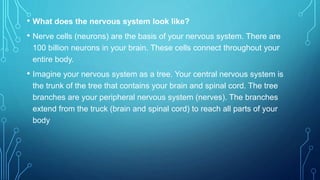 • What does the nervous system look like?
• Nerve cells (neurons) are the basis of your nervous system. There are
100 billion neurons in your brain. These cells connect throughout your
entire body.
• Imagine your nervous system as a tree. Your central nervous system is
the trunk of the tree that contains your brain and spinal cord. The tree
branches are your peripheral nervous system (nerves). The branches
extend from the truck (brain and spinal cord) to reach all parts of your
body
 