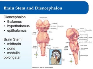 Brain Stem and Diencephalon
Diencephalon
• thalamus
• hypothalamus
• epithalamus
Brain Stem
• midbrain
• pons
• medulla
oblongata
© Goodheart-Willcox Co., Inc.

Permission granted to reproduce for educational use

 