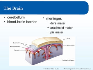 The Brain
• cerebellum
• blood-brain barrier

• meninges
– dura mater
– arachnoid mater
– pia mater

© Goodheart-Willcox Co., Inc.

Permission granted to reproduce for educational use

 