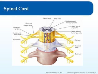 Spinal Cord

© Goodheart-Willcox Co., Inc.

Permission granted to reproduce for educational use

 