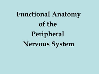 Functional Anatomy
of the
Peripheral
Nervous System

 